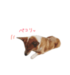 ぼく、コーギーぽてち（個別スタンプ：9）