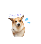 ぼく、コーギーぽてち（個別スタンプ：10）