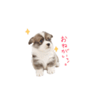 ぼく、コーギーぽてち（個別スタンプ：14）