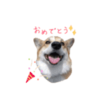 ぼく、コーギーぽてち（個別スタンプ：16）