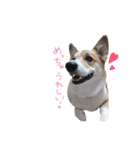 ぼく、コーギーぽてち（個別スタンプ：17）