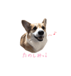 ぼく、コーギーぽてち（個別スタンプ：18）