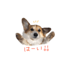 ぼく、コーギーぽてち（個別スタンプ：24）