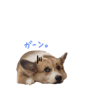 ぼく、コーギーぽてち（個別スタンプ：26）