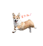 ぼく、コーギーぽてち（個別スタンプ：31）