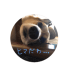 ぼく、コーギーぽてち（個別スタンプ：32）