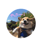 ぼく、コーギーぽてち（個別スタンプ：35）