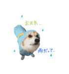 ぼく、コーギーぽてち（個別スタンプ：37）