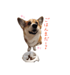 ぼく、コーギーぽてち（個別スタンプ：38）