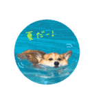 ぼく、コーギーぽてち（個別スタンプ：40）