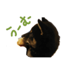黒柴エース（個別スタンプ：2）