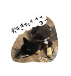 黒柴エース（個別スタンプ：11）