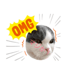 僕のねこ2シエルの日常（個別スタンプ：7）