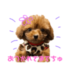 キャバ嬢わんこ♡めいちゃろ〜日常編〜（個別スタンプ：1）