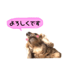 ダックスの日常スタンプ（個別スタンプ：1）