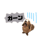 ダックスの日常スタンプ（個別スタンプ：4）