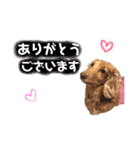 ダックスの日常スタンプ（個別スタンプ：6）