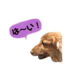 ダックスの日常スタンプ（個別スタンプ：11）