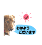 ダックスの日常スタンプ（個別スタンプ：14）
