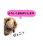 ダックスの日常スタンプ（個別スタンプ：15）