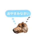 ダックスの日常スタンプ（個別スタンプ：18）