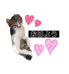 ちーくんスタンプpt3（個別スタンプ：3）