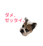 僕、ぶんた。（個別スタンプ：2）