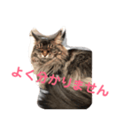 りんごスタンプ第2弾（個別スタンプ：12）