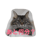 りんごスタンプ第2弾（個別スタンプ：15）