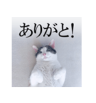 あお向け猫 ミウちゃんの辛辣ワード（個別スタンプ：1）