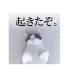 あお向け猫 ミウちゃんの辛辣ワード（個別スタンプ：2）