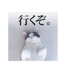あお向け猫 ミウちゃんの辛辣ワード（個別スタンプ：3）