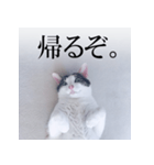 あお向け猫 ミウちゃんの辛辣ワード（個別スタンプ：4）