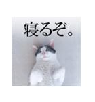 あお向け猫 ミウちゃんの辛辣ワード（個別スタンプ：5）