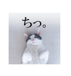 あお向け猫 ミウちゃんの辛辣ワード（個別スタンプ：6）
