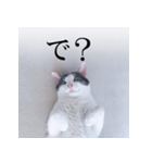 あお向け猫 ミウちゃんの辛辣ワード（個別スタンプ：7）