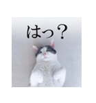 あお向け猫 ミウちゃんの辛辣ワード（個別スタンプ：8）