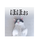 あお向け猫 ミウちゃんの辛辣ワード（個別スタンプ：10）