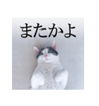 あお向け猫 ミウちゃんの辛辣ワード（個別スタンプ：11）