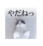 あお向け猫 ミウちゃんの辛辣ワード（個別スタンプ：12）