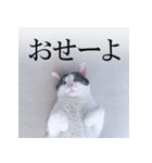 あお向け猫 ミウちゃんの辛辣ワード（個別スタンプ：13）