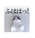 あお向け猫 ミウちゃんの辛辣ワード（個別スタンプ：14）