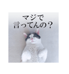 あお向け猫 ミウちゃんの辛辣ワード（個別スタンプ：15）