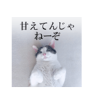 あお向け猫 ミウちゃんの辛辣ワード（個別スタンプ：17）