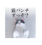 あお向け猫 ミウちゃんの辛辣ワード（個別スタンプ：18）