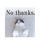 あお向け猫 ミウちゃんの辛辣ワード（個別スタンプ：19）