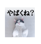あお向け猫 ミウちゃんの辛辣ワード（個別スタンプ：21）