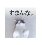 あお向け猫 ミウちゃんの辛辣ワード（個別スタンプ：22）