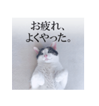 あお向け猫 ミウちゃんの辛辣ワード（個別スタンプ：23）