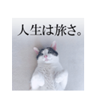 あお向け猫 ミウちゃんの辛辣ワード（個別スタンプ：24）